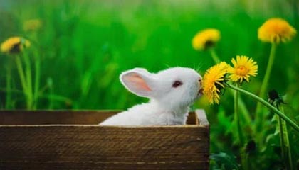 新葡京：在光影与时间之间的奢华生活方式宣言